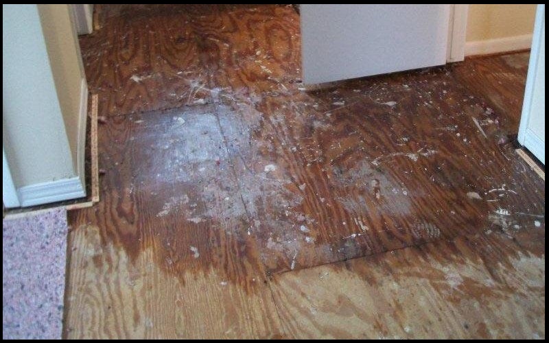 How to Choose the Right Water Damage Restoration Service for Your Home or Business